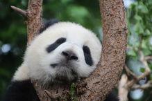 吃瓜视频大全完整版熊猫,吃瓜视频大全完整版深度解析