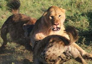 狗和狮子吃瓜视频大全下载,狗狗狮子共食瓜果欢乐瞬间大盘点