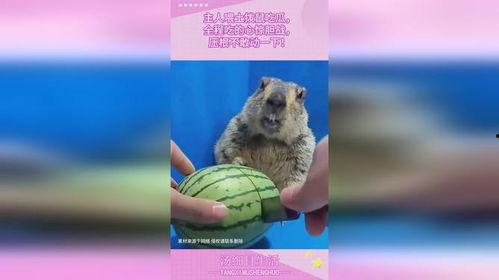 土拨鼠吃瓜的视频,萌宠美食瞬间引网友爆笑