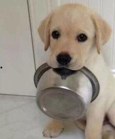 吃瓜拉布拉多背锅视频在线观看,宠物界的“冤大头”大揭秘