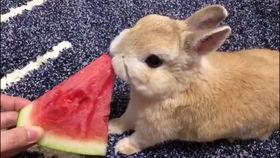 晴小兔吃瓜视频,揭秘娱乐圈幕后故事